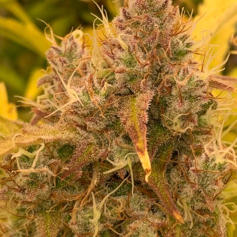 Amnesia Nr 4 growlog timeline photo