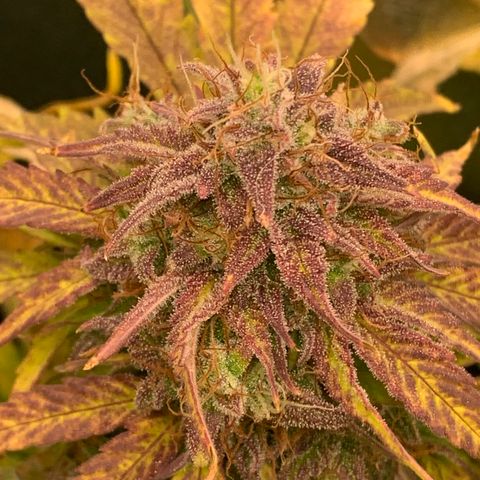 Amnesia Nr 4 growlog timeline photo