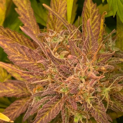 Amnesia Nr 4 growlog timeline photo