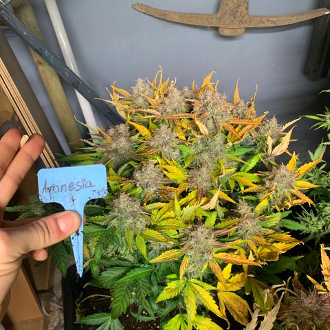 Amnesia Nr 1  growlog photo: Anfang der dunkelphase Sonntag Abend 