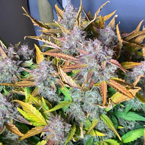 Amnesia Nr 1  growlog photo: Anfang der dunkelphase Sonntag Abend 
