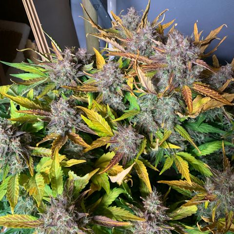 Amnesia Nr 1  growlog photo: Anfang der dunkelphase Sonntag Abend 