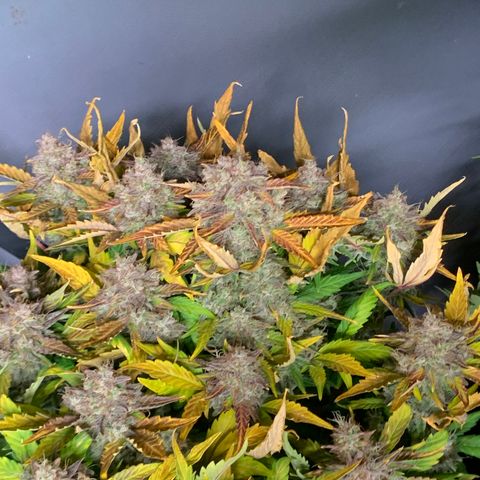 Amnesia Nr 1  growlog photo: Anfang der dunkelphase Sonntag Abend 
