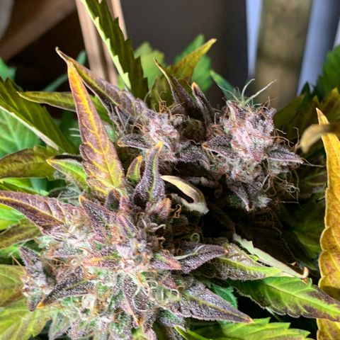 Amnesia Nr 1  growlog photo: Anfang der dunkelphase Sonntag Abend 