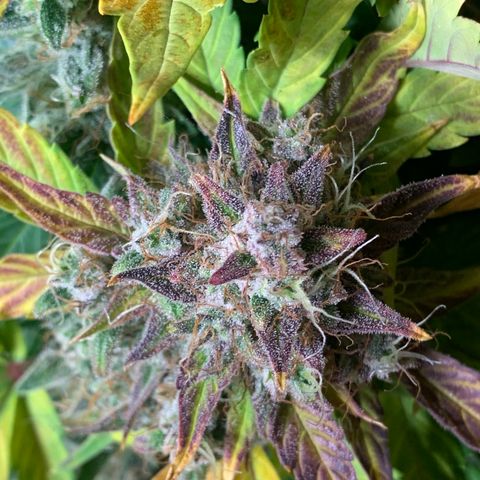 Amnesia Nr 1  growlog photo: Anfang der dunkelphase Sonntag Abend 