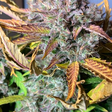 Amnesia Nr 1  growlog photo: Anfang der dunkelphase Sonntag Abend 