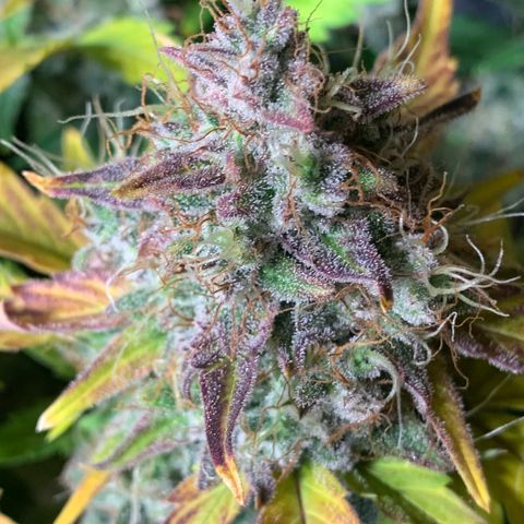 Amnesia Nr 1  growlog photo: Anfang der dunkelphase Sonntag Abend 