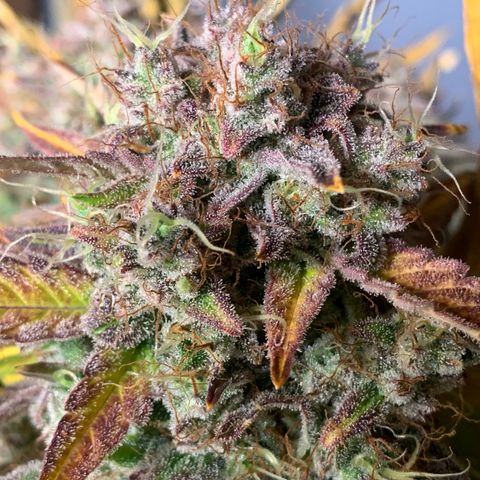 Amnesia Nr 1  growlog photo: Anfang der dunkelphase Sonntag Abend 