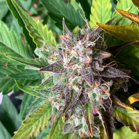Amnesia Nr 1  growlog photo: Anfang der dunkelphase Sonntag Abend 