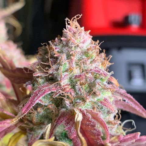 Amnesia Nr 2 growlog timeline photo