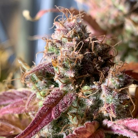 Amnesia Nr 2 growlog timeline photo
