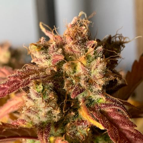 Amnesia Nr 2 growlog timeline photo