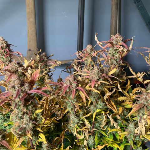 Amnesia Nr 2 growlog timeline photo