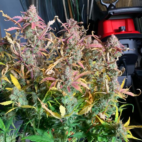 Amnesia Nr 2 growlog timeline photo