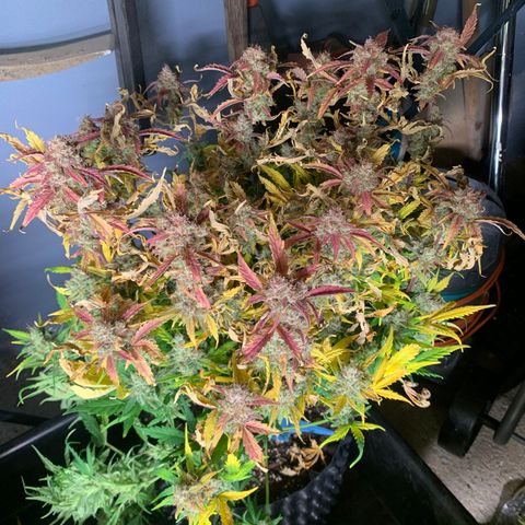 Amnesia Nr 2 growlog timeline photo