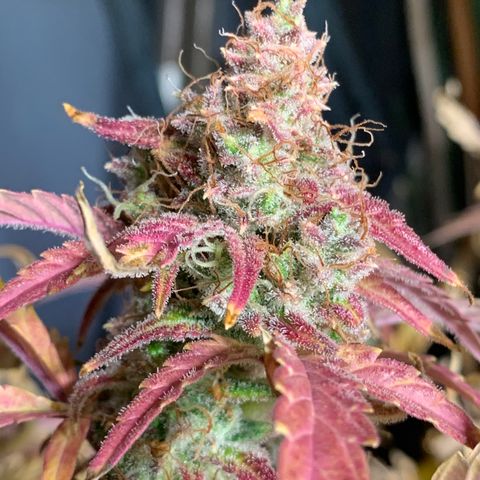 Amnesia Nr 2 growlog timeline photo