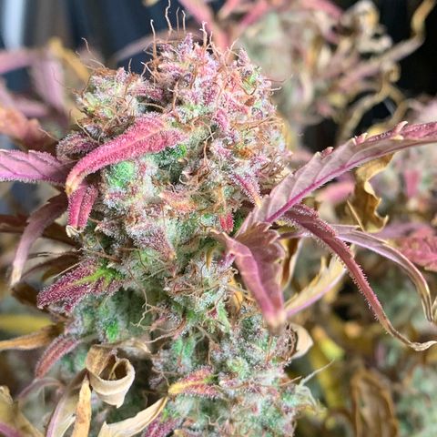 Amnesia Nr 2 growlog timeline photo