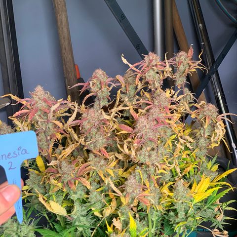Amnesia Nr 2 growlog timeline photo