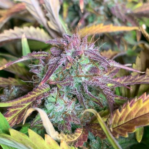 Amnesia Nr 4 growlog timeline photo