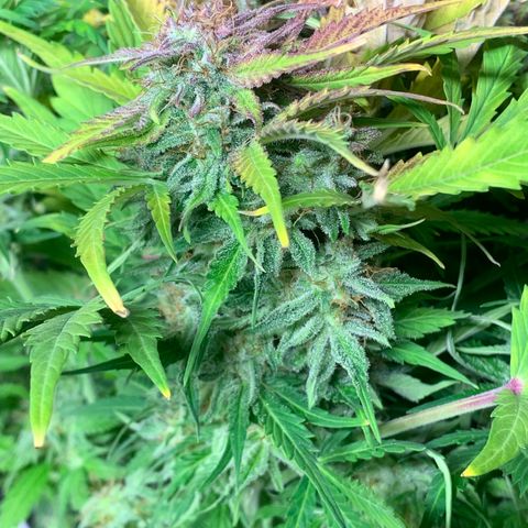 Amnesia Nr 4 growlog timeline photo