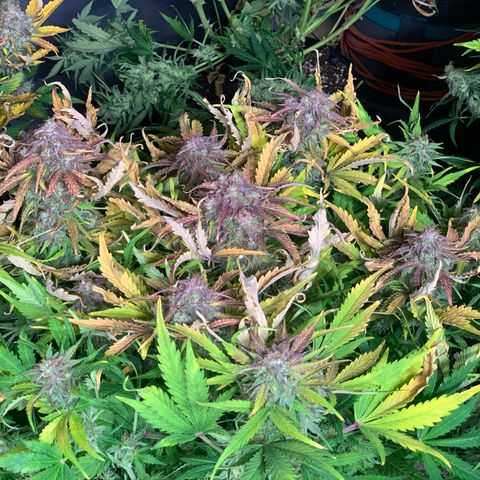 Amnesia Nr 4 growlog timeline photo