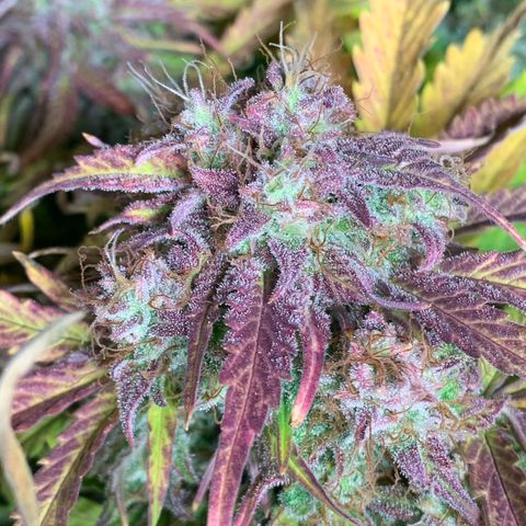 Amnesia Nr 4 growlog timeline photo