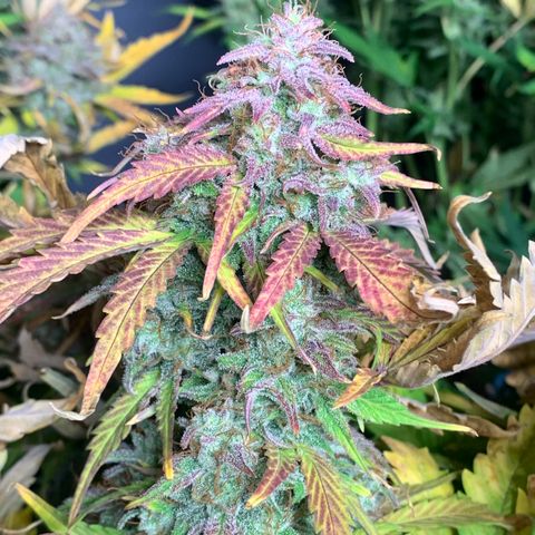 Amnesia Nr 4 growlog timeline photo