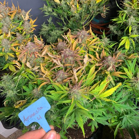 Amnesia Nr 4 growlog timeline photo