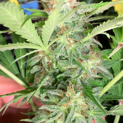 Amnesia Nr 4 growlog timeline photo