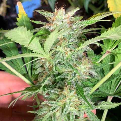 Amnesia Nr 4 growlog timeline photo