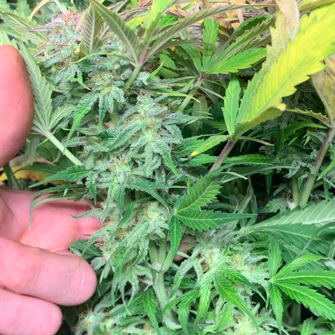 Amnesia Nr 4 growlog timeline photo