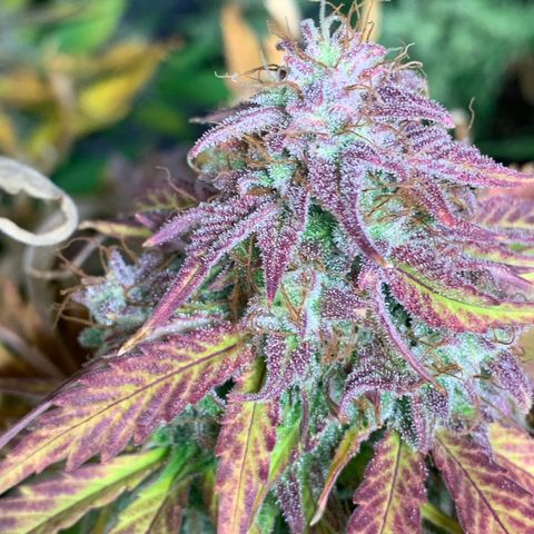 Amnesia Nr 4 growlog timeline photo
