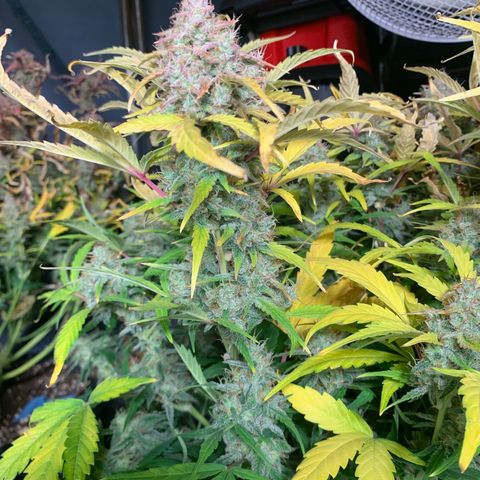 Amnesia Nr 6 growlog timeline photo