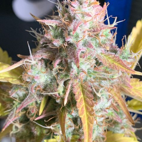 Amnesia Nr 6 growlog timeline photo