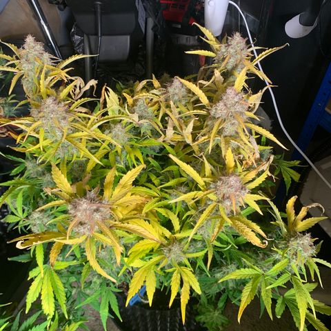 Amnesia Nr 6 growlog timeline photo