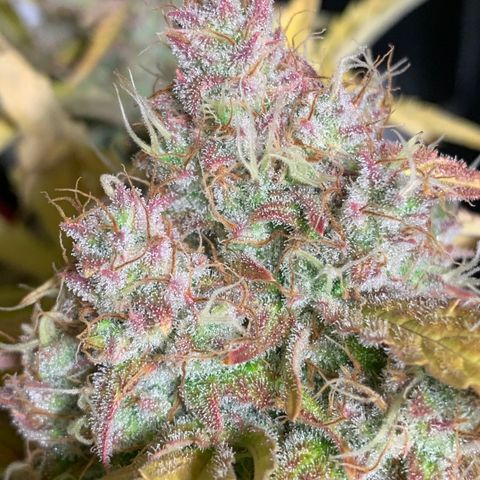 Amnesia Nr 6 growlog timeline photo