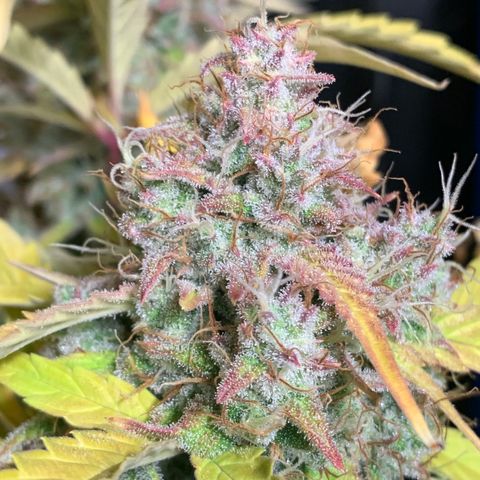 Amnesia Nr 6 growlog timeline photo