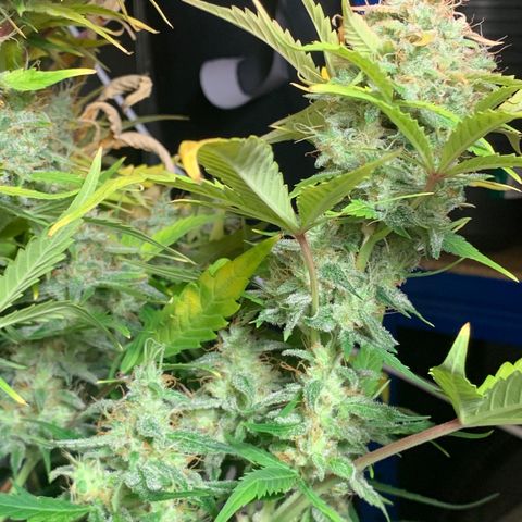 Amnesia Nr 6 growlog timeline photo