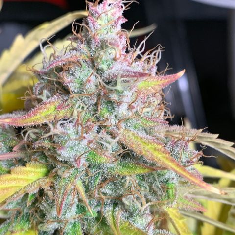 Amnesia Nr 6 growlog timeline photo