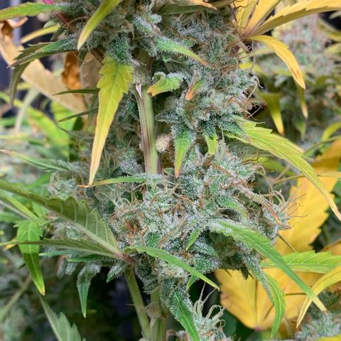 Amnesia Nr 6 growlog timeline photo