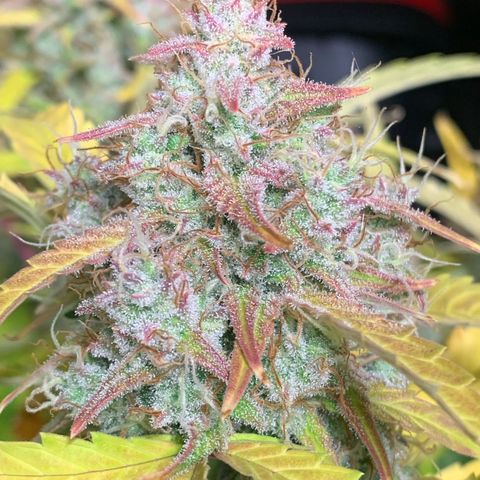 Amnesia Nr 6 growlog timeline photo