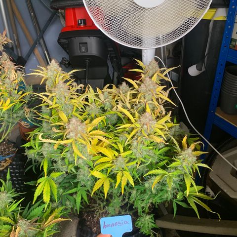 Amnesia Nr 6 growlog timeline photo