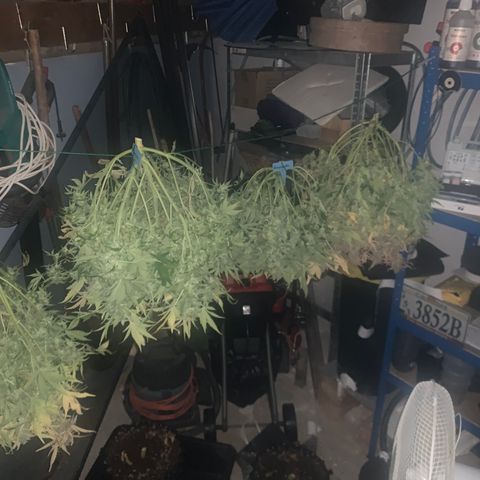 Amnesia Nr 4 growlog photo: 4.20 Uhr geschnitten 