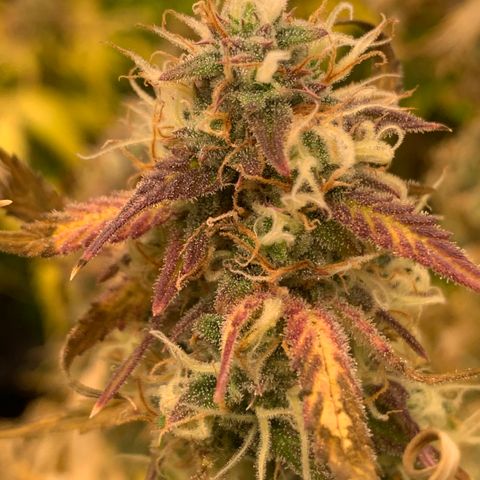 Mimosa Sunrise XXL  growlog timeline photo