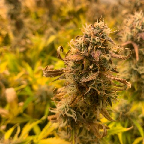 Mimosa Sunrise XXL  growlog timeline photo