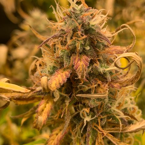 Mimosa Sunrise XXL  growlog timeline photo