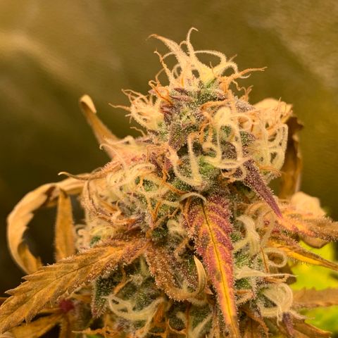 Mimosa Sunrise XXL  growlog timeline photo