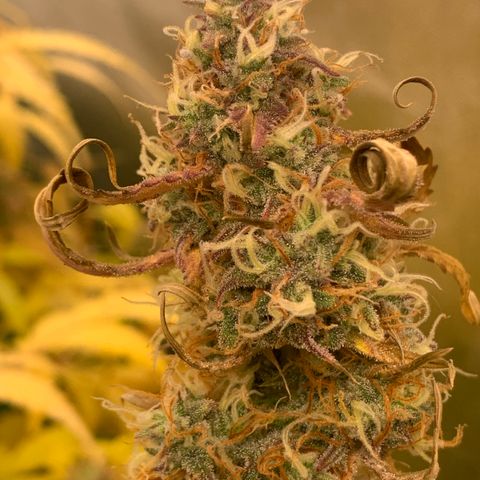 Mimosa Sunrise XXL  growlog timeline photo