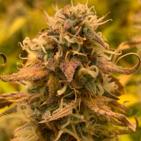 Mimosa Sunrise XXL  growlog timeline photo