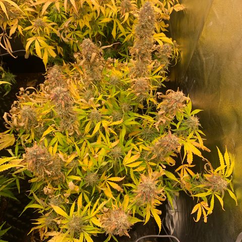 Mimosa Sunrise XXL  growlog timeline photo